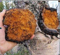 SYBERYJSKI MIX Czaga + Iwan-Czaj 250g | 100% Naturalny | Mielona Huba Brzozowa & Fermentowana Wierzbówka