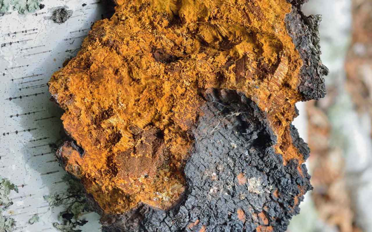 Chaga