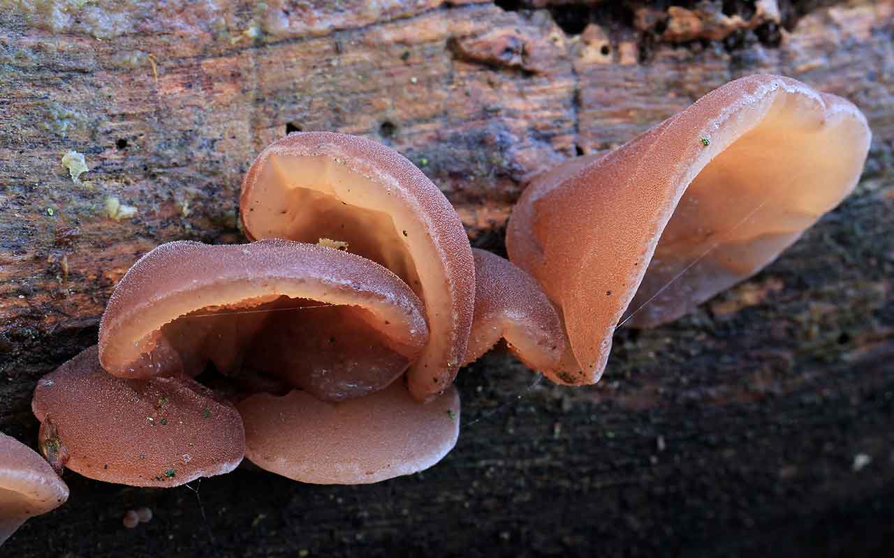 Grzyby Mun