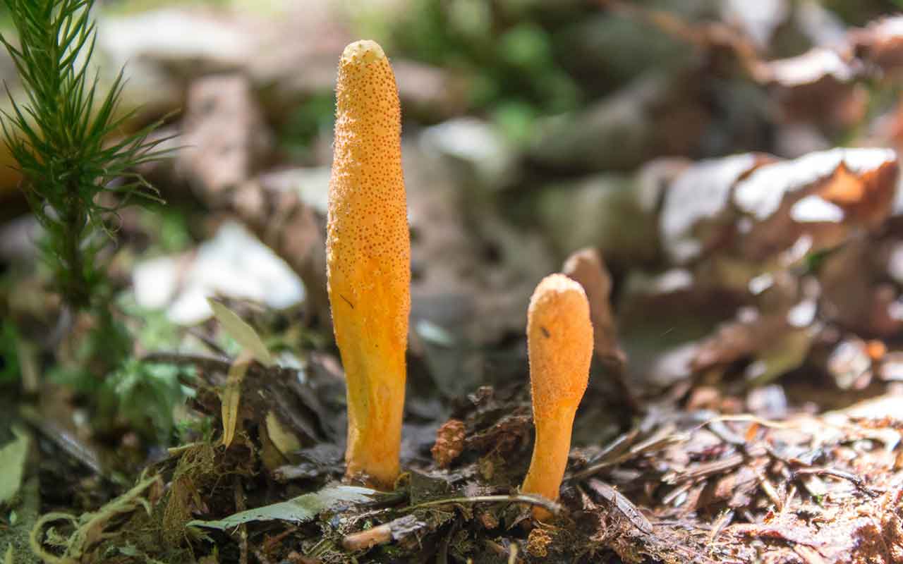 Grzyby - Kordyceps
