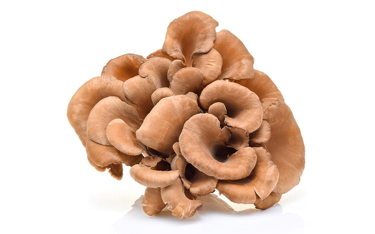 Grzyby Maitake