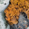 Chaga