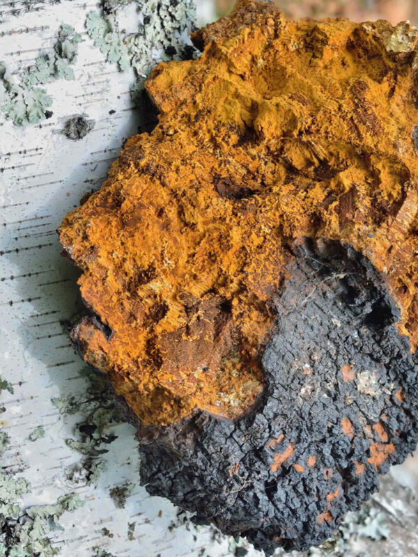 Chaga