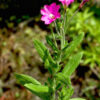 Epilobium-800_1066 Wierzbówka kiprzyca, Epilóbium, Иван Чай, Кипрей, трава