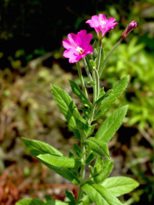 Wierzbówka kiprzyca, Epilóbium, Иван Чай, Кипрей, трава