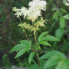 Filipendula ulmaria-800_1066 Wiązówka błotna