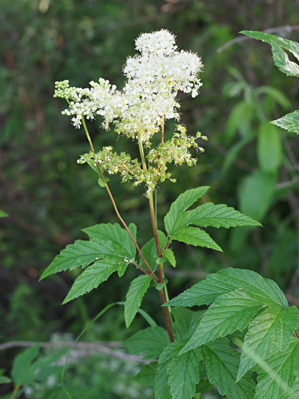 Filipendula ulmaria-800_1066 Wiązówka błotna