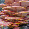 Ganoderma lucidum-800_1066 Ganoderma lucidum