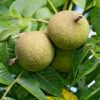 Juglans nigra-800_1066 Juglans nigra