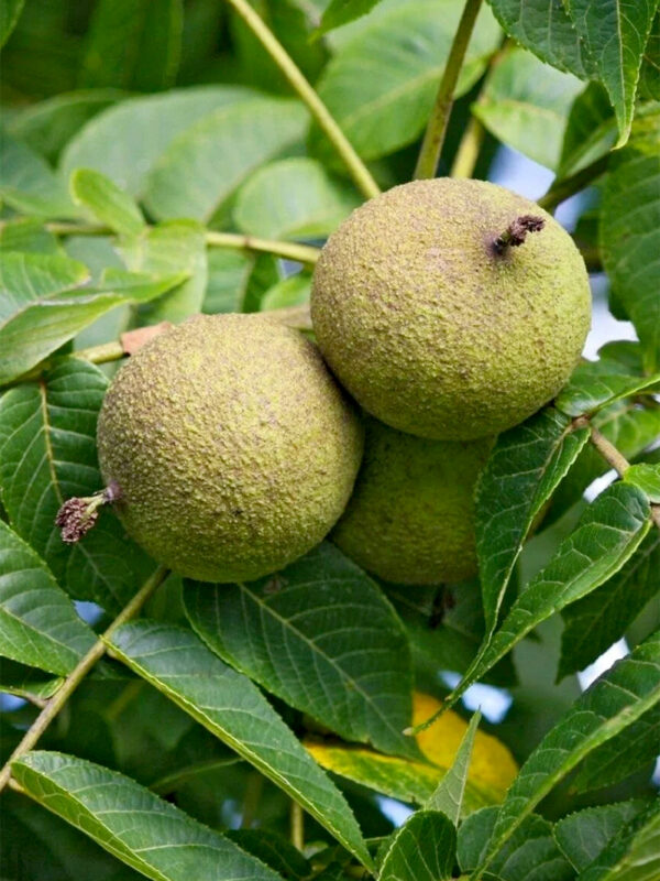 Juglans nigra-800_1066 Juglans nigra
