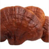Reishi-800_1066 Ganoderma lucidum