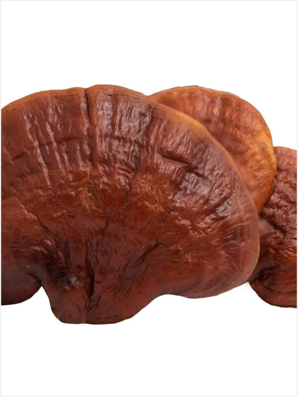 Reishi-800_1066 Ganoderma lucidum