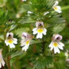 Świetlik Euphrasia-800_1066 Świetlik Euphrasia