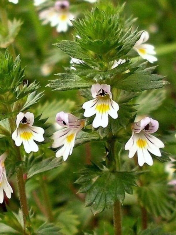 Świetlik Euphrasia-800_1066 Świetlik Euphrasia