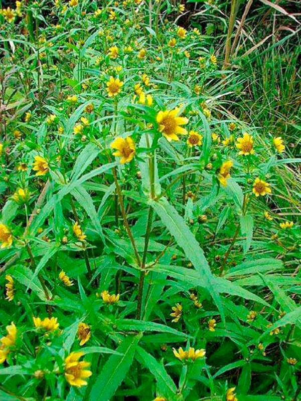 Uczep trójlistkowy800_1066 Uczep trójlistkowy